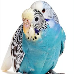 Bird Care Guide Amazon Kindle Edition eBook with Easy Avian Health-0