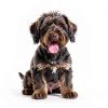 Hartz Grooming Supplies 6-in-1 Brush & Shampoo Combo for Dogs and Cats-3